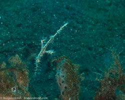 BD-090926-Lembeh-9264025-Solenostomus-paradoxus-(Pallas.-1770)-[Harlequin-ghost-pipefish.-Spökkantnål].jpg